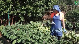 Как пасынковать баклажаны ?  Схема выращивания в два или три стебля