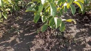 Низкорослый крупноплодный грецкий орех Скиф от Walnuts Broker