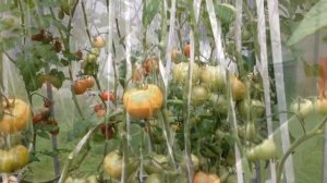 Выращивание ТОМАТОВ в МЕШКАХ. Обзор сортов. МОЙ ОГОРОД В МЕШКАХ 2020. Шаг N10.