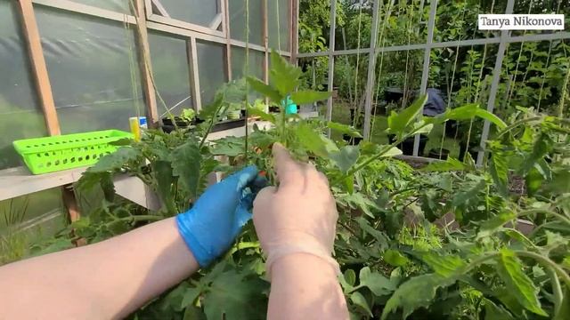 ДВОЙНАЯ МАКУШКА У СТЕБЛЯ ТОМАТА или РАЗДВОЕНИЕ МАКУШКИ / КАК ФОРМИРОВАТЬ СТЕБЕЛЬ С ДВОЙНОЙ МАКУШКОЙ