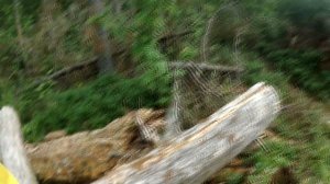 8 км по пересечёнке с рюкзаками . Тяжело и весело. Поход 2018 в Вепсский лес (часть1 из 3).