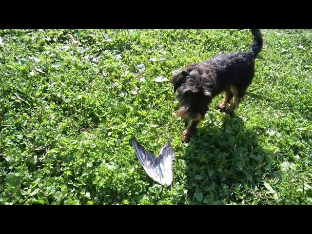 О собачках. Рассуждалки ч 3 Комментарии. смотреть онлайн