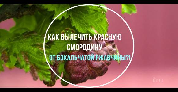 Лечение Красной Смородины от Бокальчатой Ржавчины?!