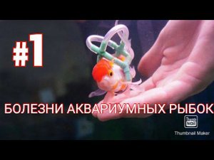 Болезни аквариумных рыб часть 1.(плавниковая гниль, сапролегниоз, водянка, пучеглазие, туберкулез)