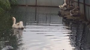 Пруд для гусей и уток