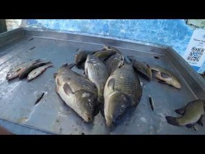 Рыбалка в Марлин 7 . 06 .2024 г.