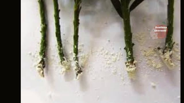 ОТ ЭТОГО КОПЕЕЧНОГО СРЕДСТВА КОРНИ НА ЧЕРЕНКАХ РАСТУТ,КАК СУМАСШЕДШИЕ-ПАЧКАМИ.МОЩНЫЙ БИОСТИМУЛЯТОР. смотреть онлайн