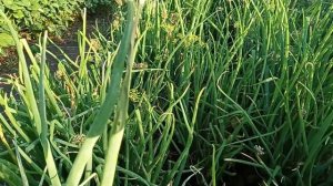 Лук батун в июле.