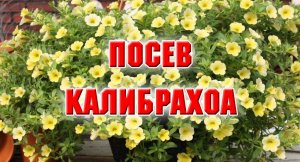 Посев Калибрахоа. 28.12.2021 г.mp4