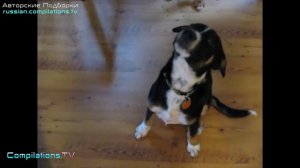 Милые щенки икают - Забавная Подборка от Compilations.tv
