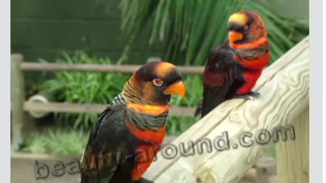 Самые красивые попугаи мира