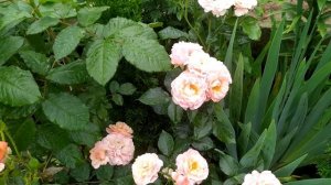 Розы после дождя. #розы #розывсаду #сортароз #цветениероз #красивыерозы