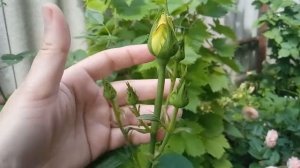 Чайно-гибридная роза Керио (Kerio)