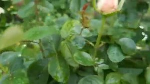 РОЗА ??? AMAZING GRACE ( ЭМЕЙЗИН ГРЕЙС ) ДАРИТ ВТОРОЕ ЦВЕТЕНИЕ???..
