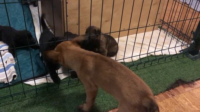 Э- шки 60 дней и Ю -шки 29 дней. Друзья. Щенки. смотреть онлайн