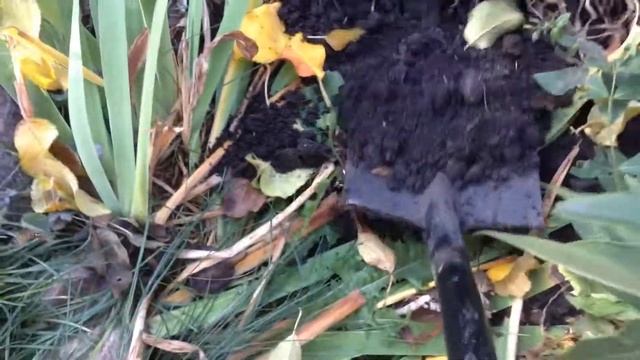 Георгины готовлю к хранению на зиму смотреть онлайн