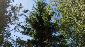 Совы в Подмосковье