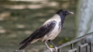 Александр Блок Ворона