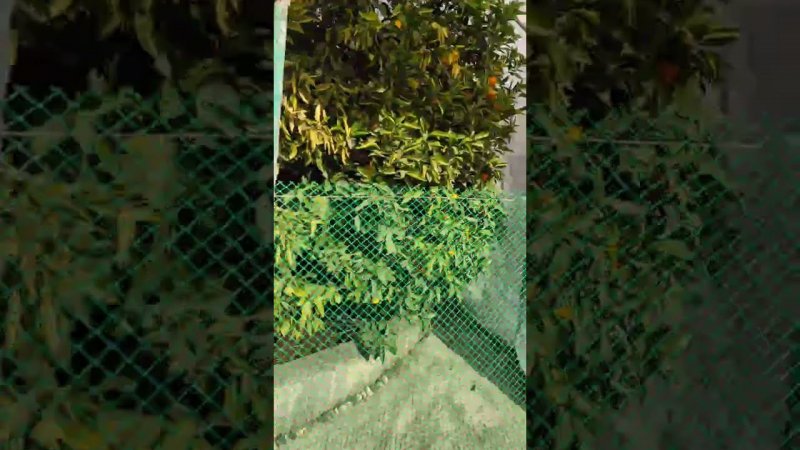 Дерево дружбы в Сочи