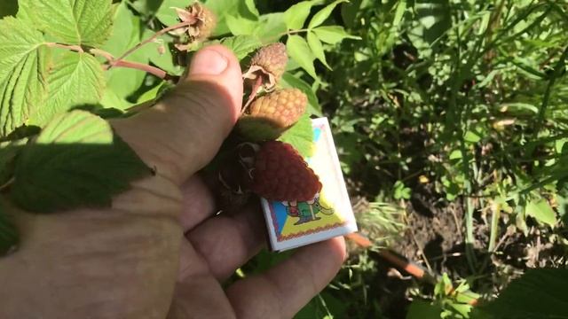 Малина Пшехиба начало плодоношения. смотреть онлайн