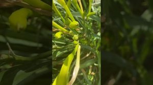 Лилейник Citrina. Один из старейших сортов.