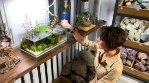 Нано Аквариум через 1,5 года / Акваскейп