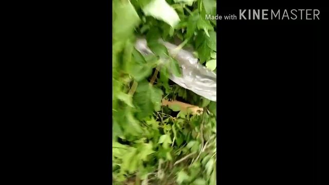 Построили шалашик смотреть онлайн