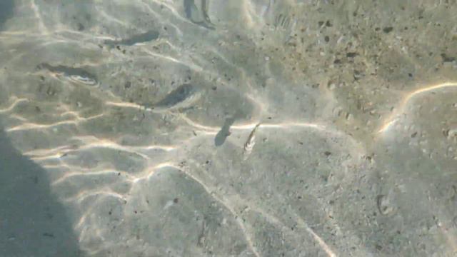 ШАРДЖА 2024 🇦🇪 ОАЭ🏖️ Пляж в январе отеля Radisson blu 🌊🏊 Завтрак и обед в отеле НОВА ПАРК🫖🥗Покупки👕 смотреть онлайн