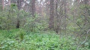 Папоротник . Как собирают сушат папоротник . Как готовить папоротник . Папоротник в лесу . Орляк