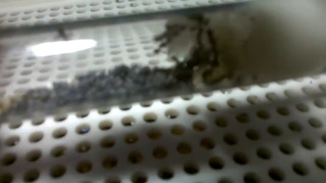 муравьи 😳 смотреть онлайн