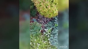 хосты биг дедди, голд медоуз, патриот, фирст фрост, хенки пенки, и др