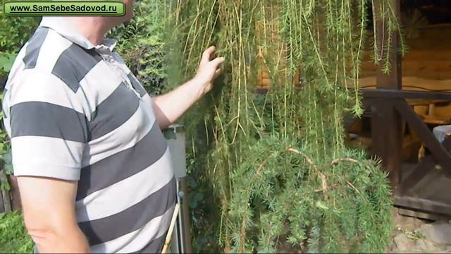 Арка из лиственницы смотреть онлайн