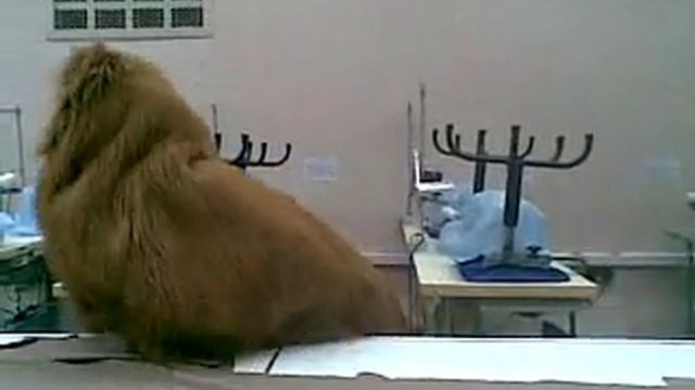 СМЕШНОЕ ВИДЕО-ДИЗАЙНЕРЫ НА ПРАКТИКЕ.mp4 смотреть онлайн