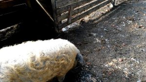 ВЕНГЕРСКИЕ МАНГАЛИЦЫ чем кормить / HUNGARIAN MANGALICA what to feed ?