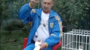Определения пола у голубей