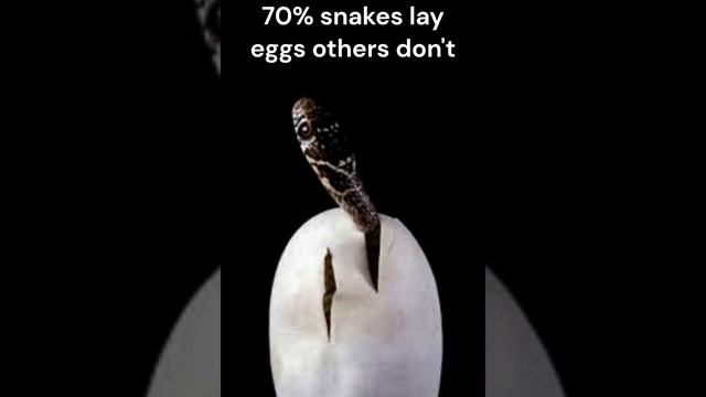 not all snake lay eggs #interestingfacts #fact #trending #viral #amazing #amazingfacts