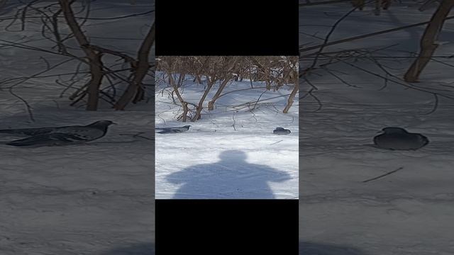 Голуби крутые смотреть онлайн