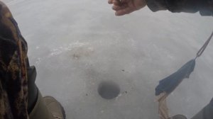 Крупная тарань зимой. Технология. Часть десятая. Окончание 2021 год.