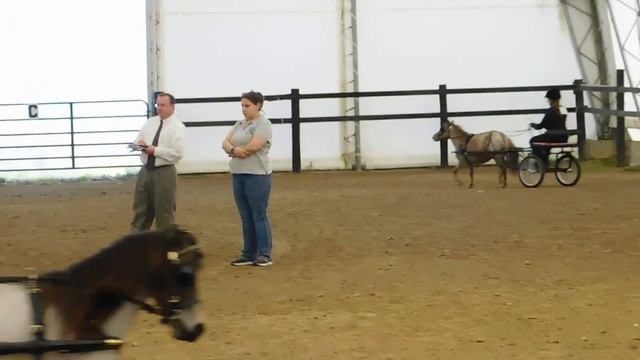 Mini Horses pulling carts смотреть онлайн