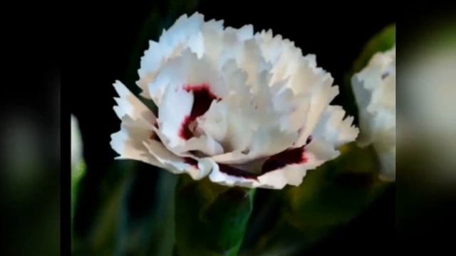 Баллада о запахах. Автор Лана Светлана Фомичёва. Стихи.
