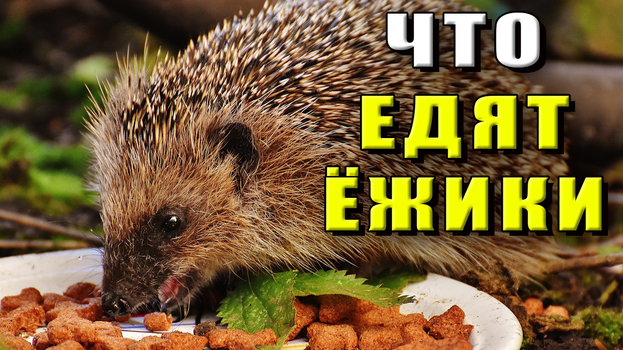 Кто питается ежами. Чем питаются Ежи. Ежи Буда. Что едят ежики.