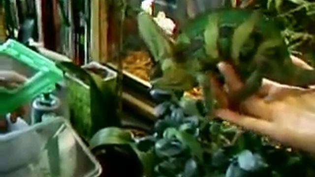 Feeding chameleon. Кормление хамелеона. смотреть онлайн