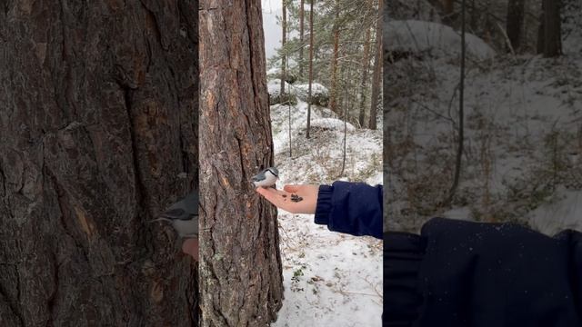 Красноярские столбы. Приветливые пернатые.