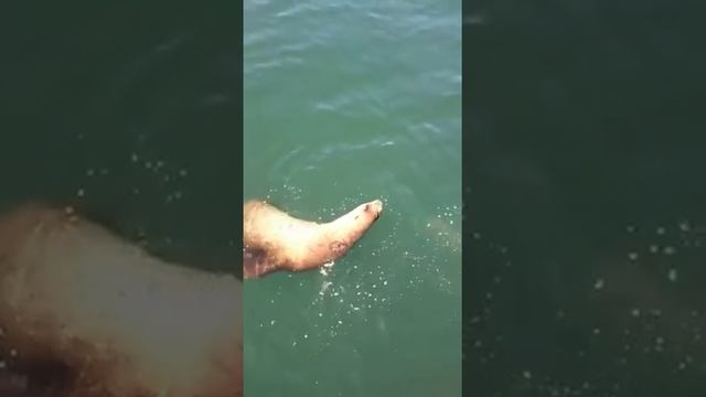 Милый морской котик смотреть онлайн