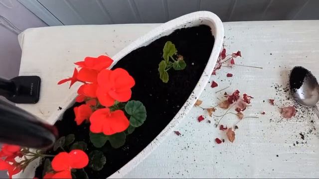 Рукоділля з Nilena Sans кімнатні рослини квіти пеларгонія (герань, калачік) пересадка
