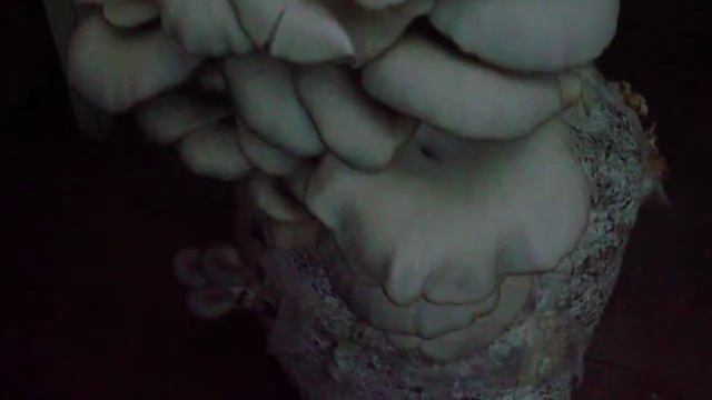 вешенка гигантская смотреть онлайн