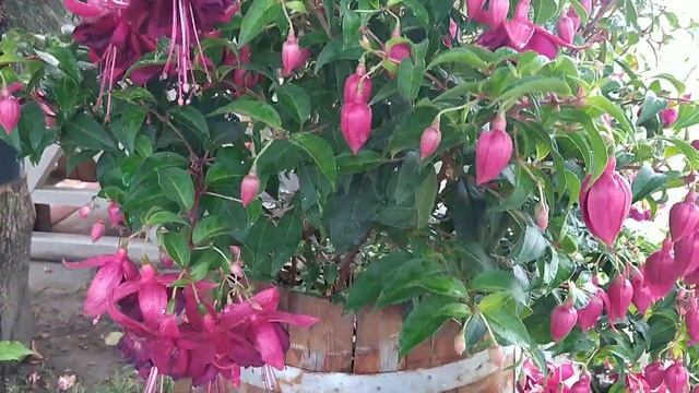 Фуксия Jomi Hemchoot обзор и особенности сорта. смотреть онлайн