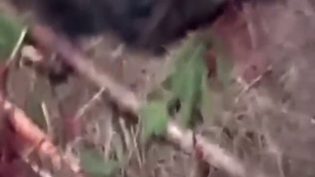 Охота на кабана. #3 Wild boar hunting смотреть онлайн