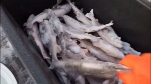 Как сохранить хариуса свежим