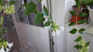 Абелия крупноцветковая. Ароматные комнатные растения